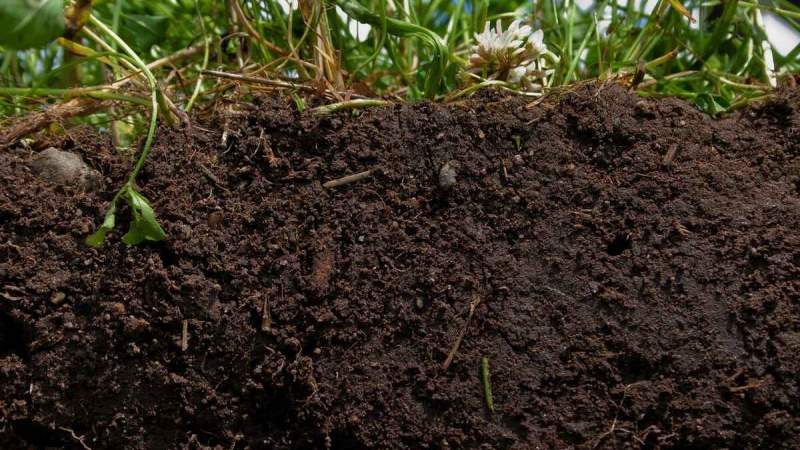 ما هي العناصر التي تحدد خصوبة التربة؟