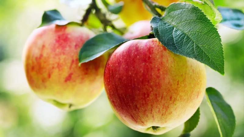 إليكم أهم المتطلبات لتصدير التفاح اللبناني الى دول الخارج