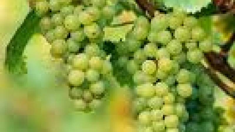 عنب البقاع ضحية «الشلهوبة»