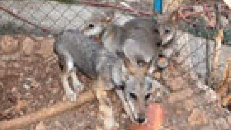 دراسة تبين أهمية بقاء الذئاب في لبنان... بالإضافة الى الضباع