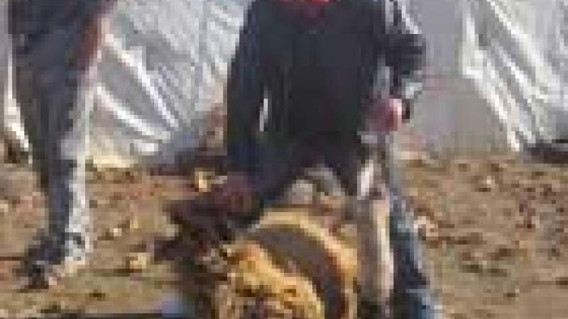 نفوق أغنام في الضنية والأهالي يشكّون في النفايات السامة