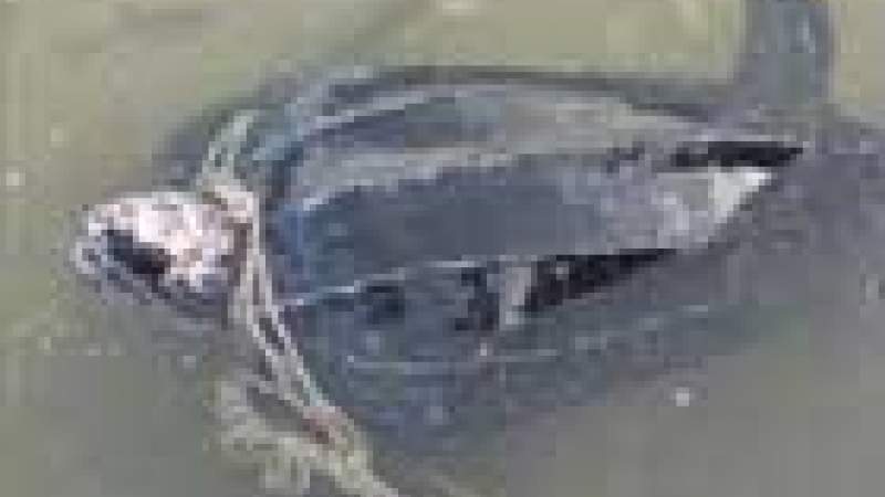 سـلحفـاة بحـر الـجـيـة: نــادرة فعـلاً