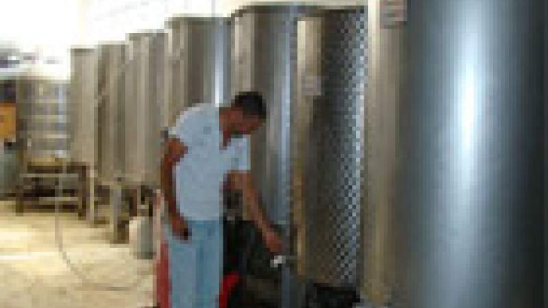 موسم الزيتون و