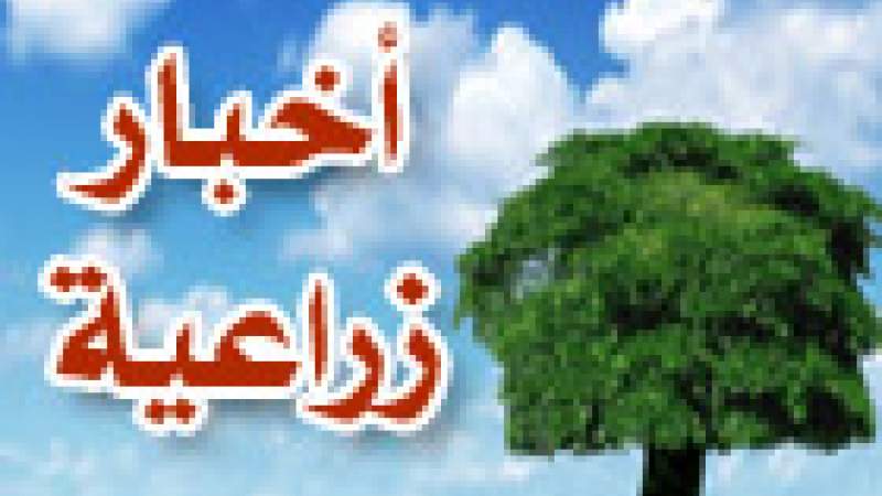 العوامل المناخية المتقلبة تؤدي إلى «اختفاء النحل» في الضنية