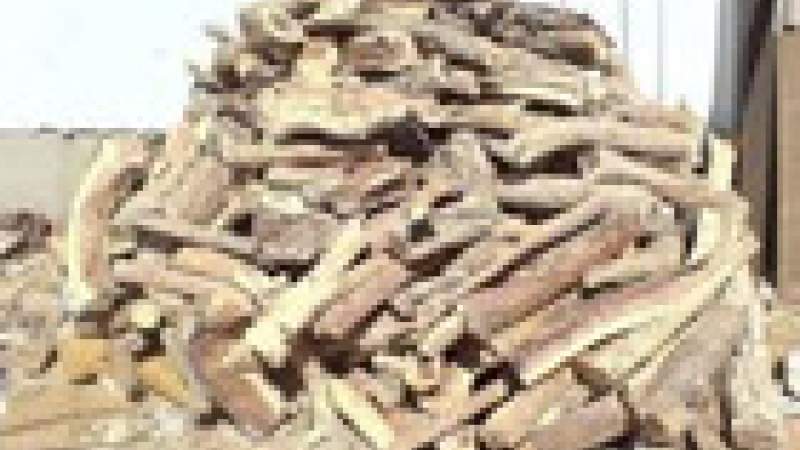 غاب دعم المحروقات .. نشط الحطابون