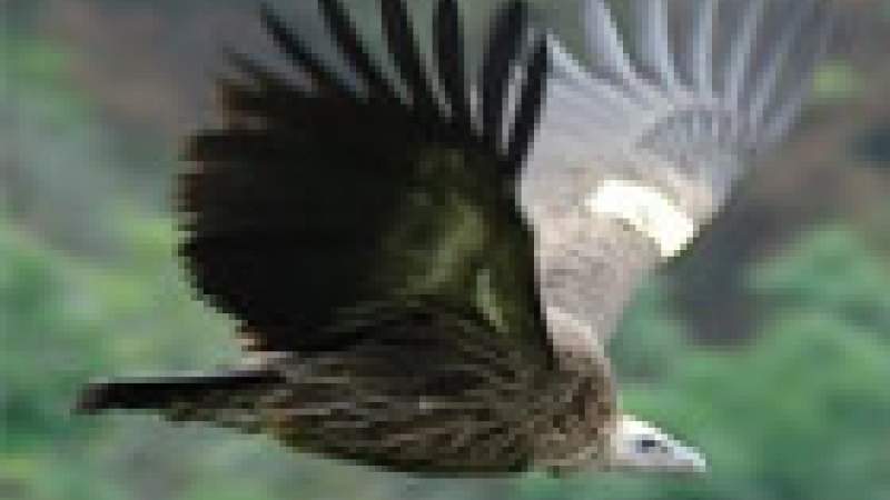 من يلاحق المتباهين بقتل الطيور على صفحات التواصل الاجتماعي؟