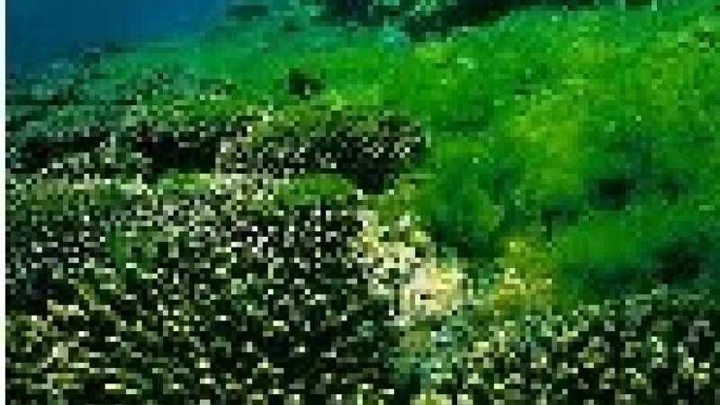 إنتاج الوقود من الطحالب في لبنان