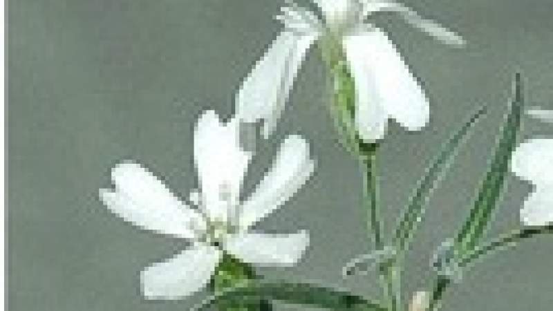 نباتات تعود للحياة بعد تجميدها منذ 30000 عام