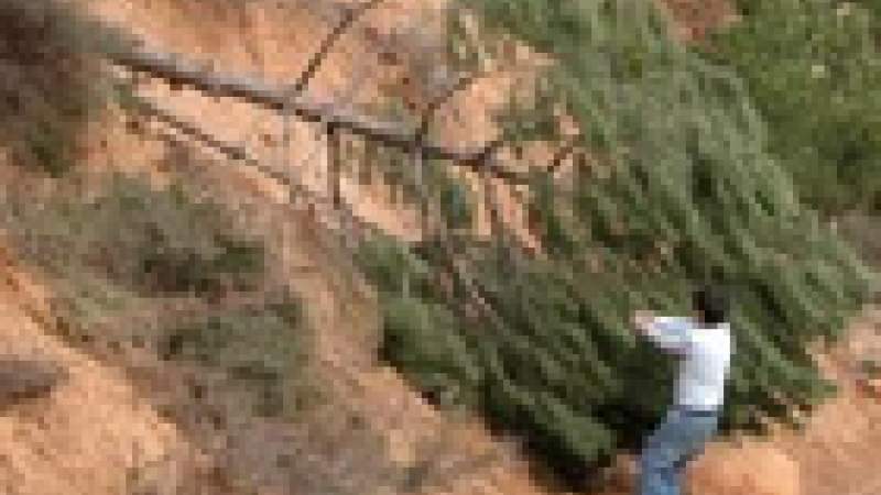 أضرار أحراج الصنوبر في المتن الأعلى تنبئ بـ «كارثة» 