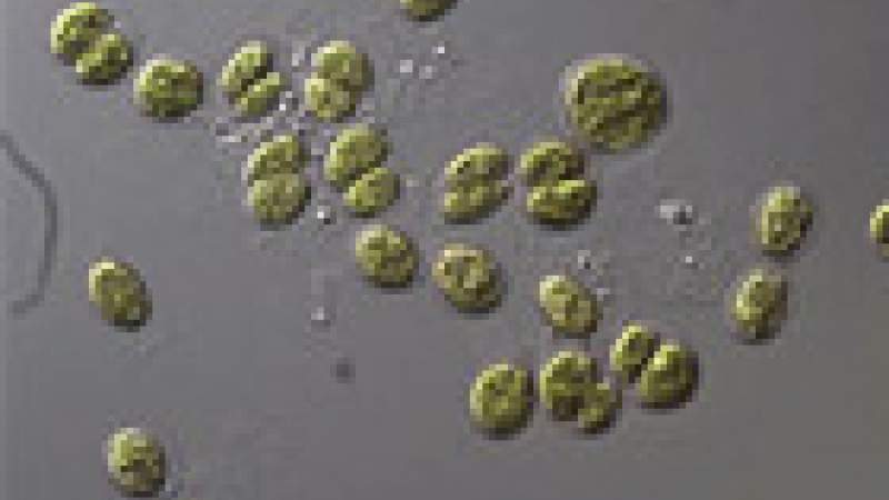 الوقود من الطحالب بديل.. وبيئة لبنان واعدة