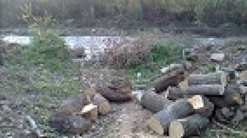 مجهولون يقطعون أشجاراً معمِّرة 
على مجرى نهر «وادي هاب»