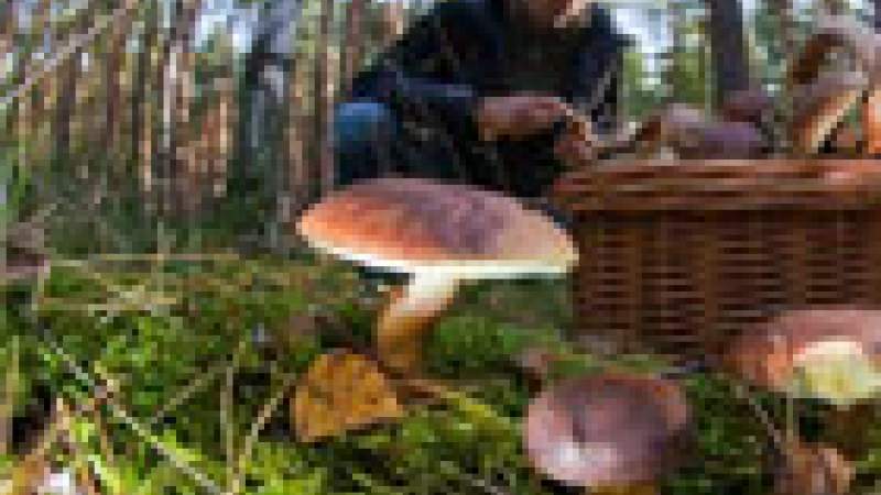 استخدام الفطريات لتنقية البيئة