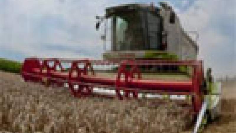 الحرارة المرتفعة تضر بمحاصيل القمح