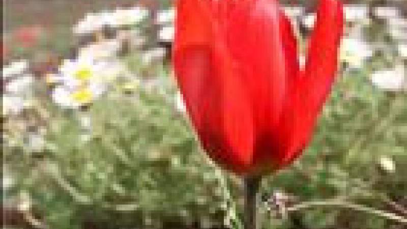 محاولات «أهلية» لإنقاذ زهرة «التوليب» التي تنقرض في موطنها