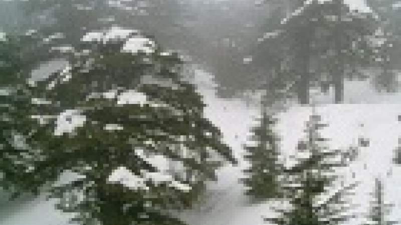 تغير المناخ يهدد الثلوج وأشجار الارز في لبنان