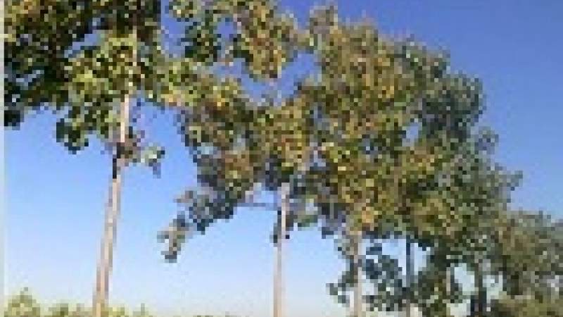 الجدل حول زراعة شجرة «البولينيا» الصينية في لبنان يستمر