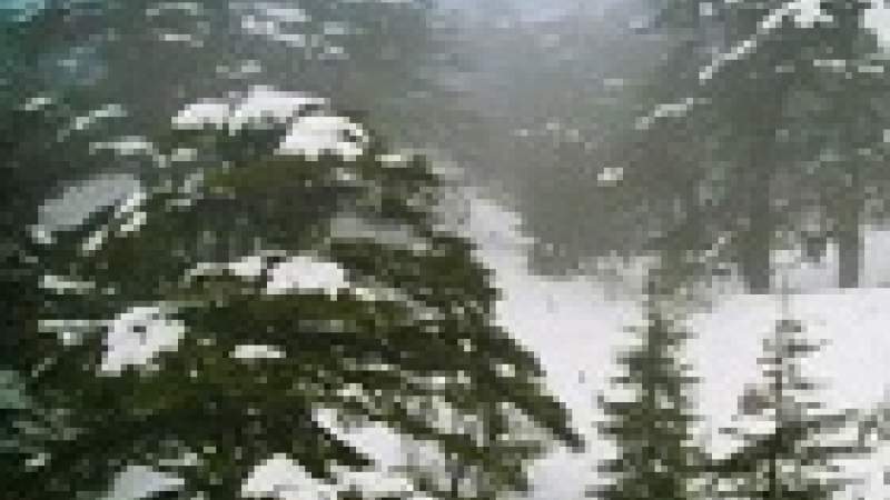 الاحتباس الحراري يهدّد أرز لبنان