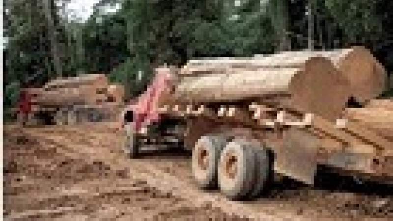 تقرير يسلّط الضوء على التجارة غير المشروعة بالأخشاب... على حساب السكان والمناخ