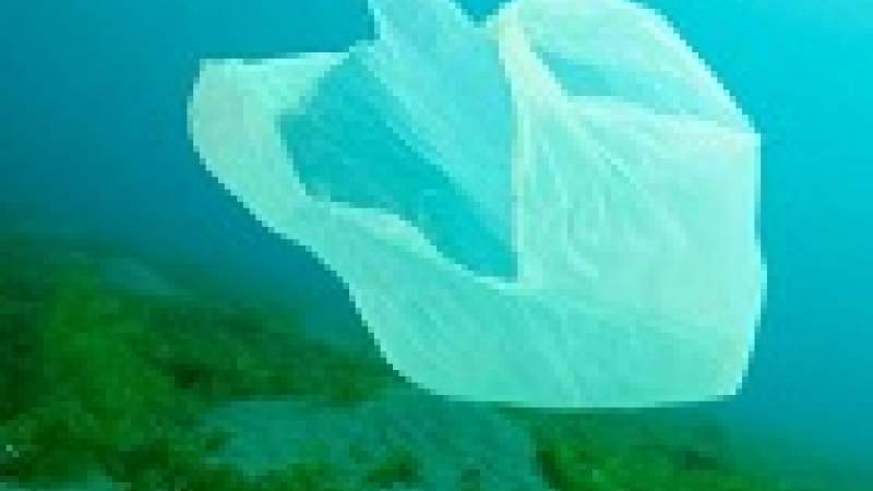 النفايات البلاستيكية موطن الكثير من الكائنات البحرية