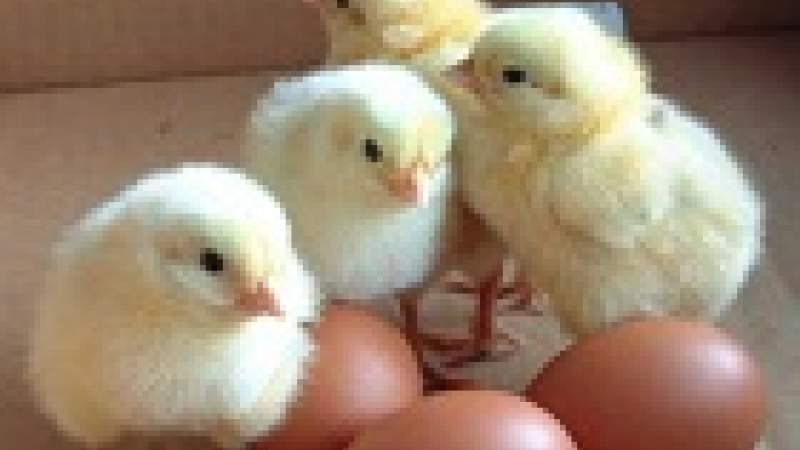 تغذية - البيض.. أكثر الغذاء تنوعاً