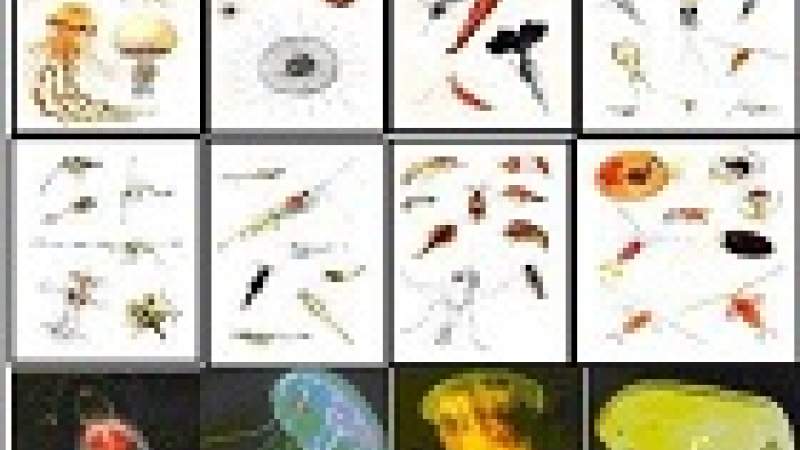 التلوث وضعف الأنهر والاعتداء على الشاطئ... تضرب الثروة السمكية