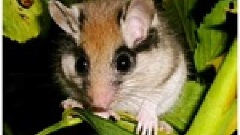 اكتشاف نوع جديد من القوارض المفيدة في لبنان