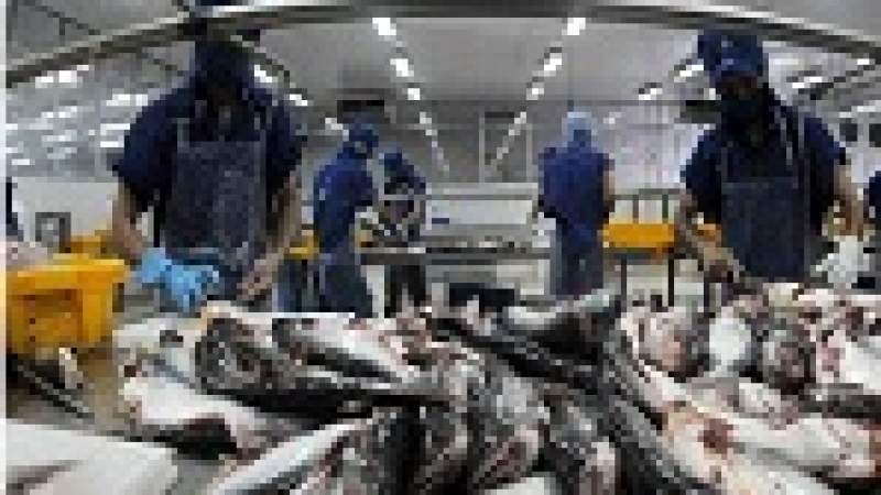 وقود الديزل الحيوي من قشور وزعانف الأسماك 