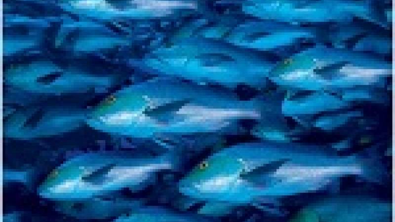 زيادة انبعاثات الزئبق السام تضرب المحيطات والسلسلة الغذائية العالمية