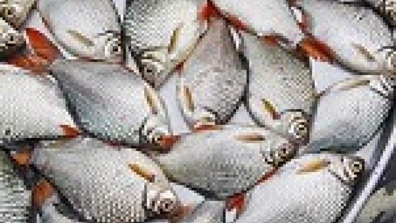 إرشادات عملية لتداول الأسماك في البحر وفي أسواق البيع بشكل عام