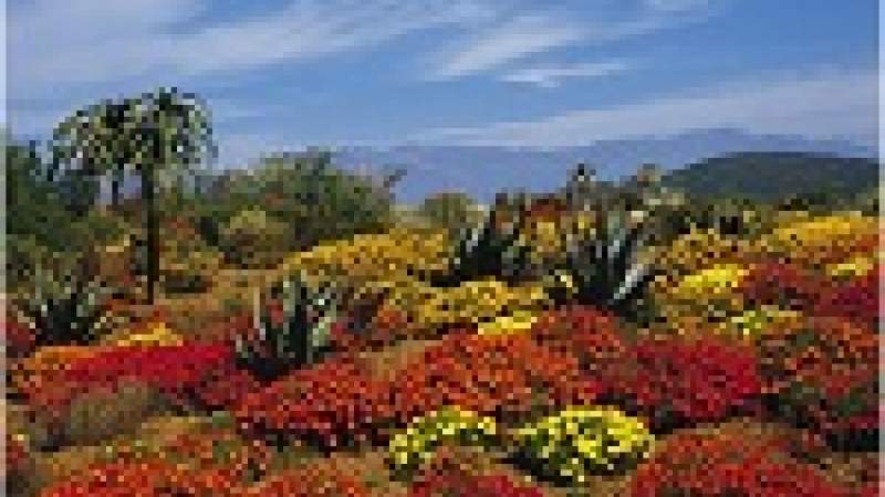 معجزة زهور الربيع بصحراء 