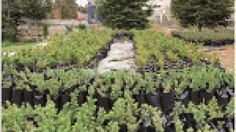 تقنيات جديدة ومبتكرة لزراعة أغراس الأرز