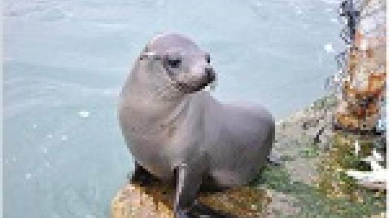 ما الذي أعاد الفقمة إلى بحر الناقورة؟