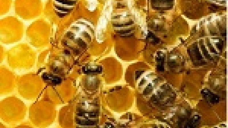 الاتحاد الأوروبي يقرر حظر المبيدات القاتلة للنحل