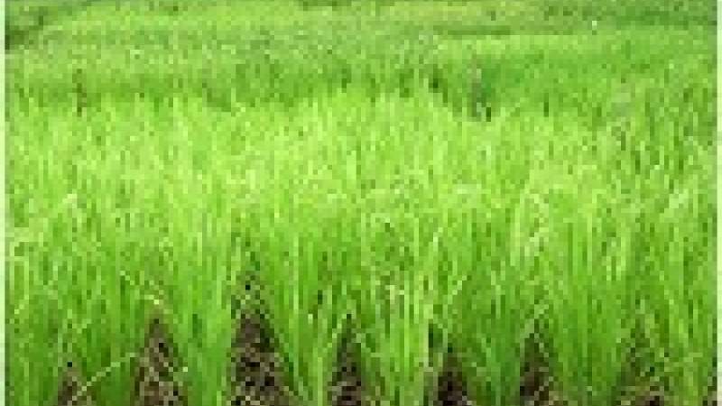 هولندا تطور بطارية تستمد الطاقة من النباتات