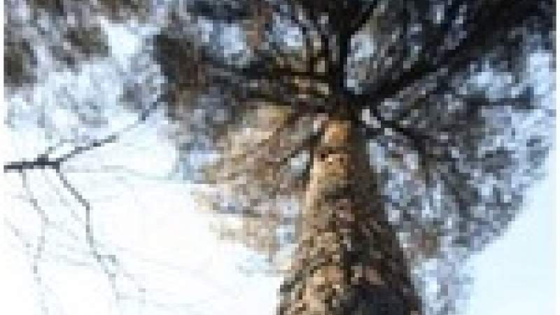 التحريج في لبنان: صراع البيئة والزراعة