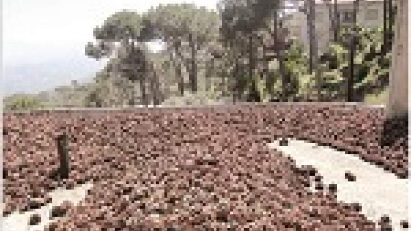 الصنوبر أصبح أكثر مردوداً من قطاع البناء!