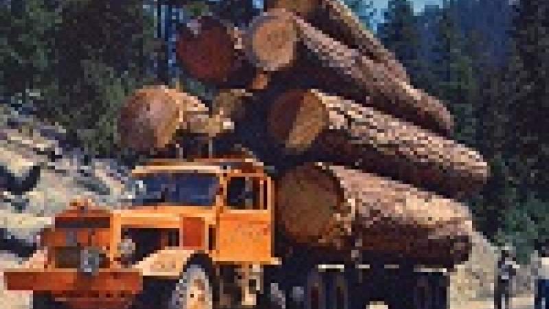 قطع الأشجار يلتهم رئة أميركا الوسطى 