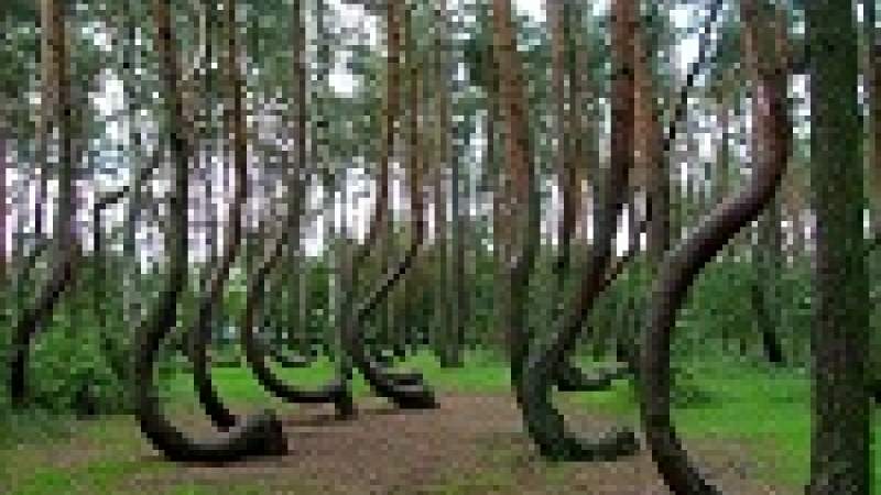 أشجار غابة غريفينو المنحنية... تحفة طبيعية