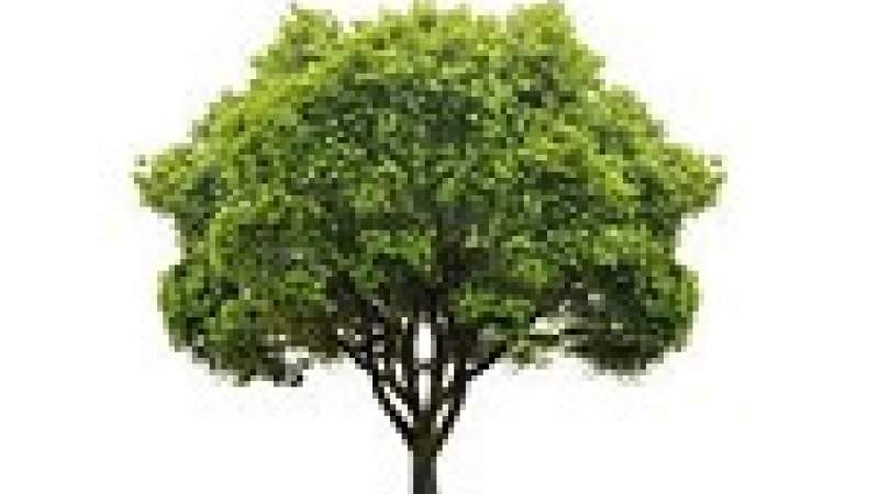 ماذا تشعر عندما تقطع الأشجار؟