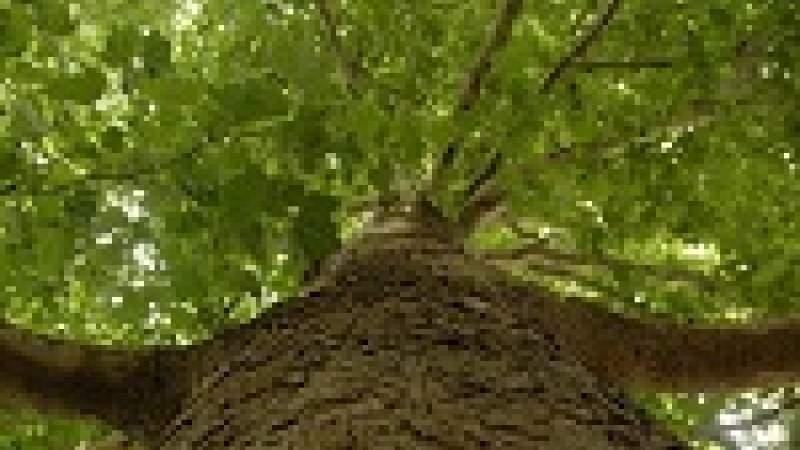 اكتشاف شجرة أقدم من الأهرامات