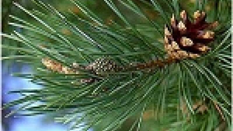 تغيّر المناخ يضرب الصنوبر