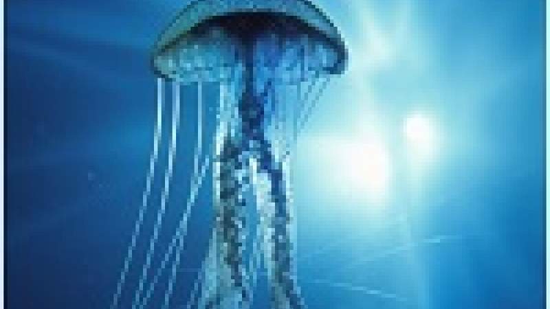 فوائد قناديل البحر كبيرة.. ولسعتها مؤلمة