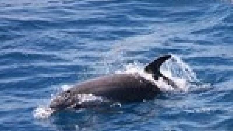 في مياهنا دلافين كثيرة.. تحتاج إلى حماية