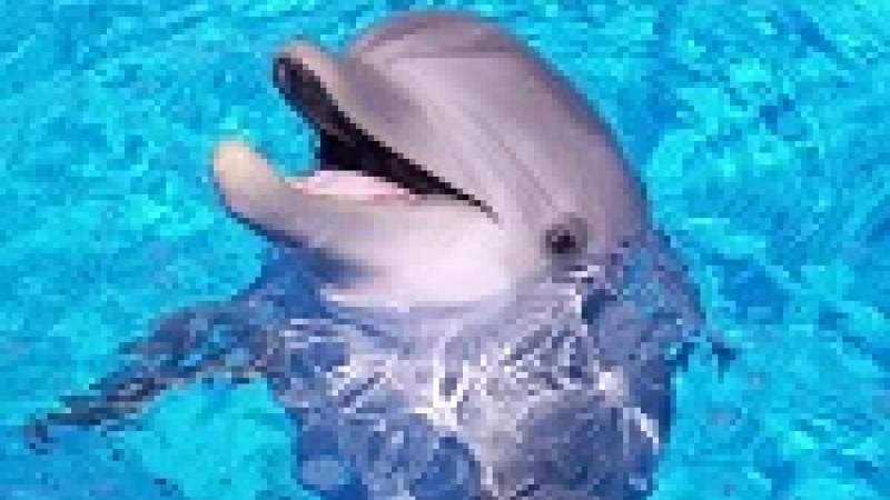 بطاقة هوية: الدلفين