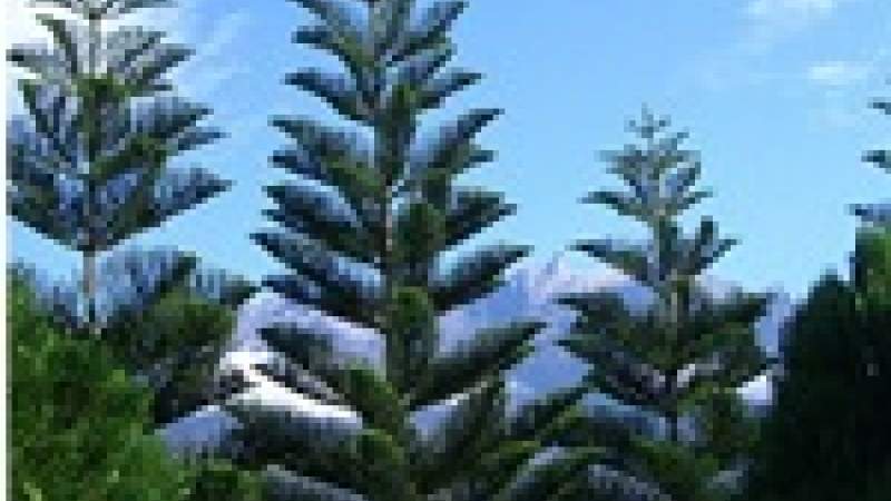 ثلث اشجار الصنوبر في العالم عرضة لخطر الانقراض