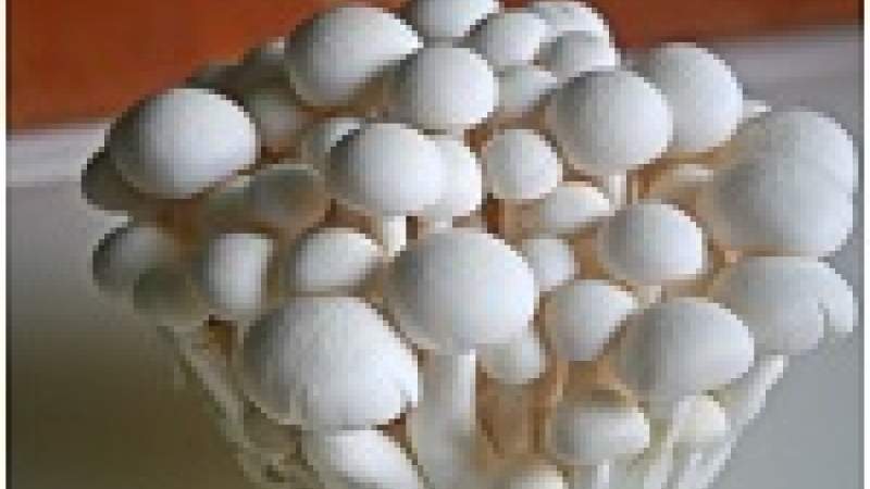 للفطر أهمية كبرى للاقتصاد والبيئة والإنسان