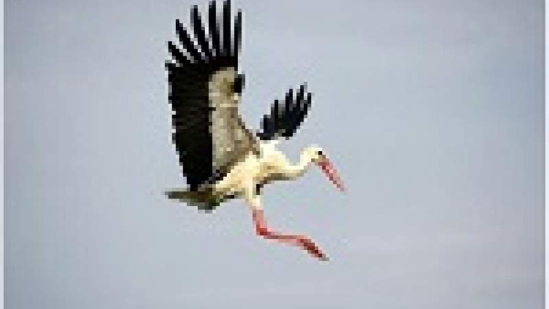 قتل اللقلق يخسّر لبنان حلقة مهمة من حلقات التوازن البيئي 