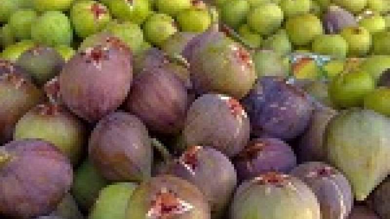 تغيّر المناخ يضرب تين البقاع البعلي