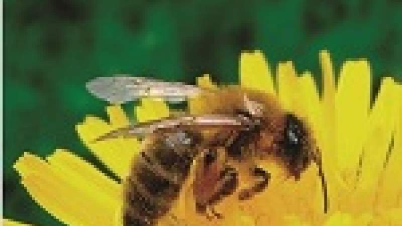 اختفاء خلايا النحل.. مؤشر سلبي