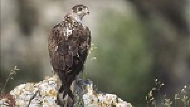 هل الصيد مسموح؟